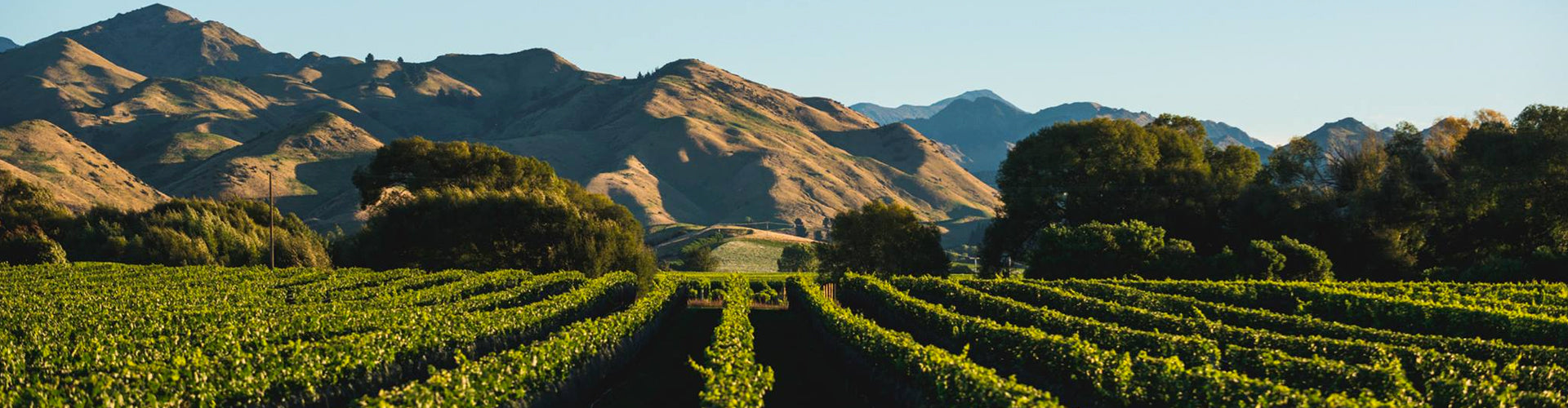 Saint Clair Omaka Valley Vineyard in Marlborough, New Zealand