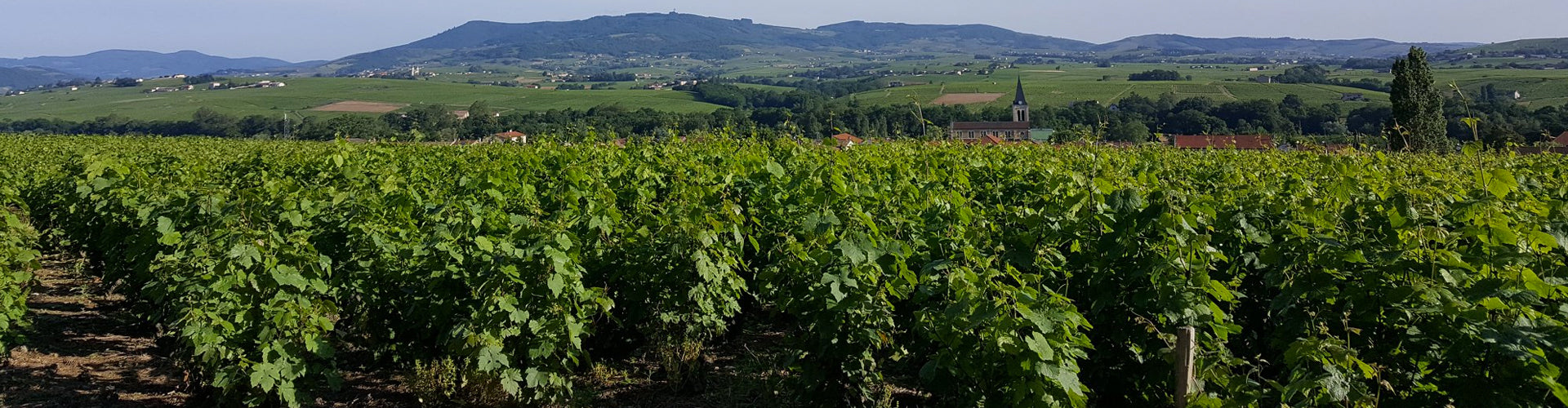 Duboeuf Vineyards in Beaujolais