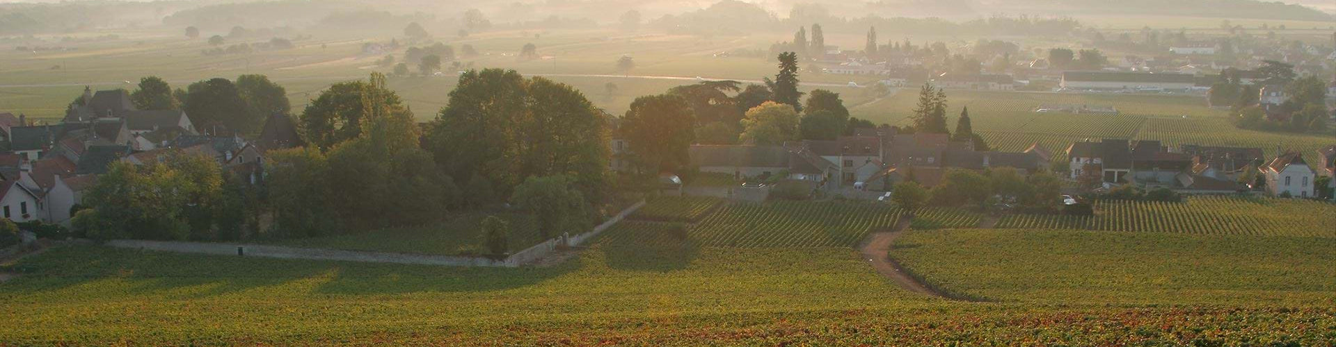 Domaine Perrot-Minot Vineyards in Morey St Denis