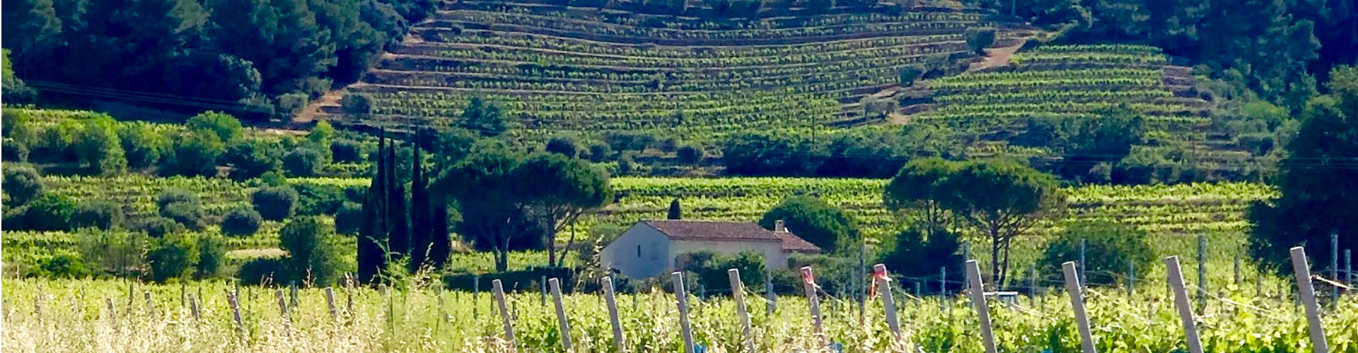 Domaine Tempier Vineyards Cabassaou & Tourtine