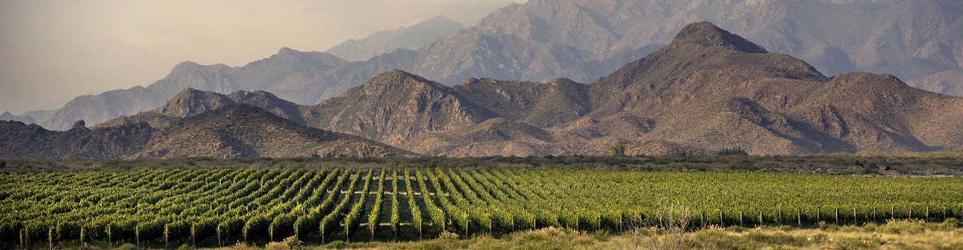 Bodega Los Toneles Vineyards in Mendoza