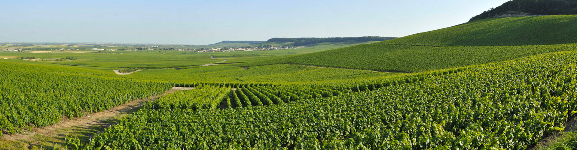 Champagne Barons de Rothschild Vineyards in the Côte des Blancs region of Champagne