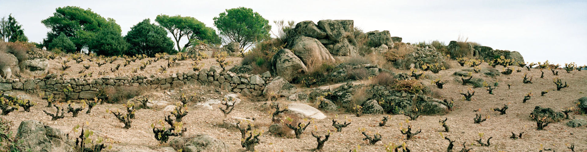 Telmo Rodríguez Vineyards