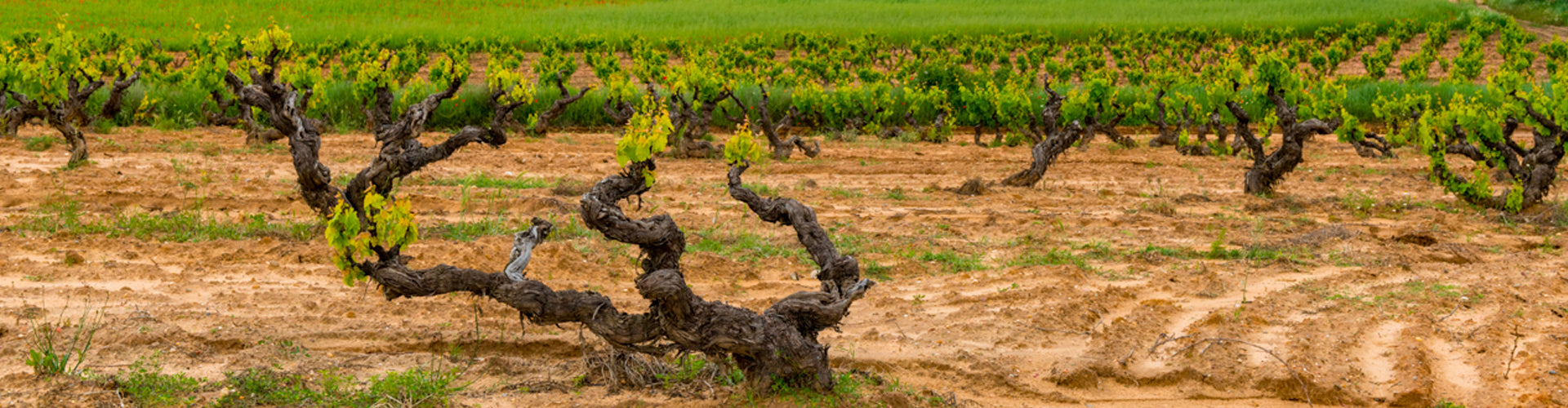 Old Bush Vineyards of Dominio del Águila in Ribera del Duero
