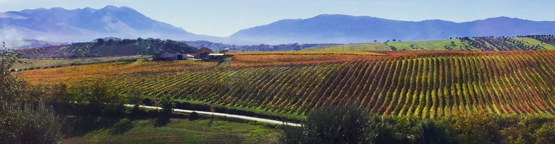 Tiberio Montepulciano Vineyards in the Abruzzo Region of Italy