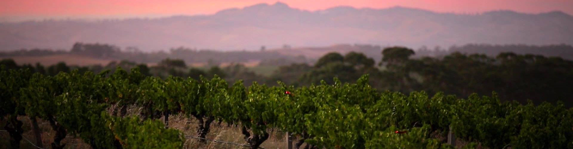 Elderton Wines Vineyard in the Barossa Valley, Australia