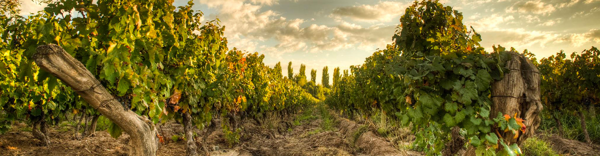 Kaiken Vineyards in Mendoza, Argentina