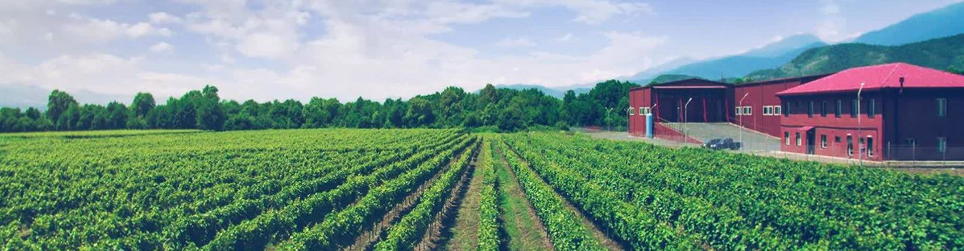 The Tbilvino winery located in Kakheti, Georgia