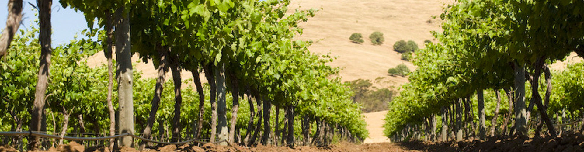 Charles Melton Vineyards in the Barossa Valley, South Australia