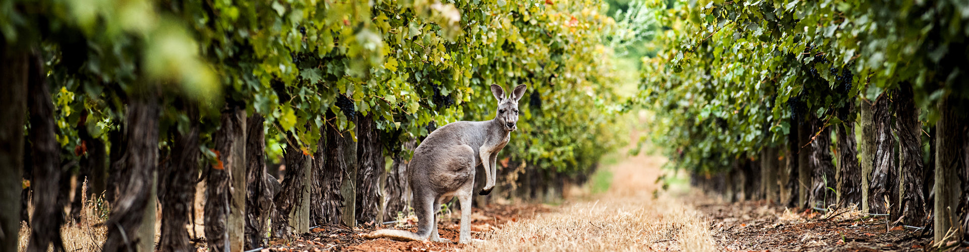 Kangaroo in the vineyards at Deakin Estate