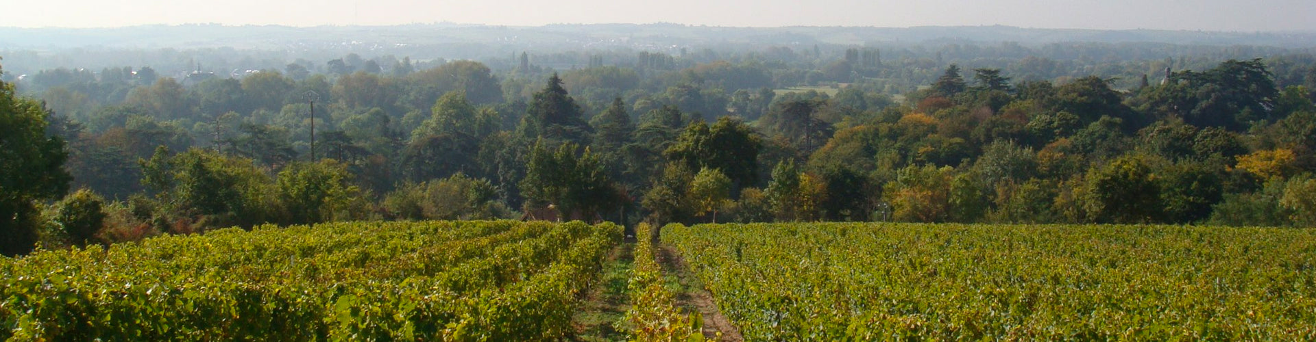 Domaine FL vineyards in Savennières in the Loire Valley