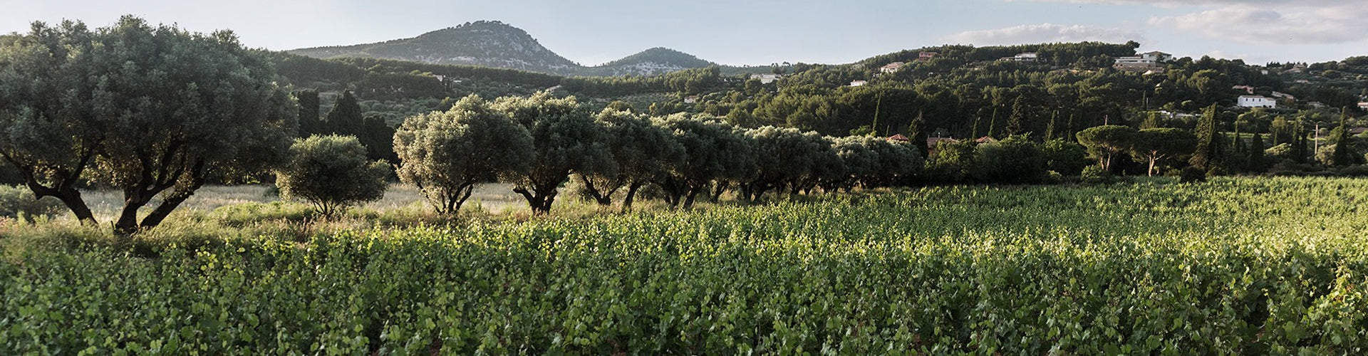Domaine de Terrebrune Vineyards in Bandol, Provence