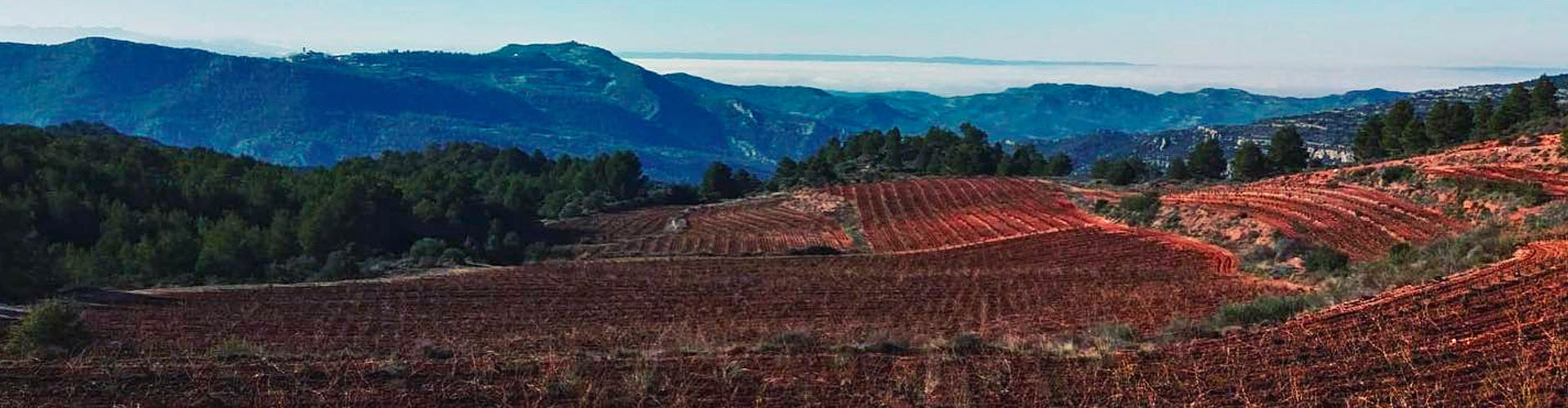 Terroir Sense Fronteres Vineyard in DO Montsant, Spain