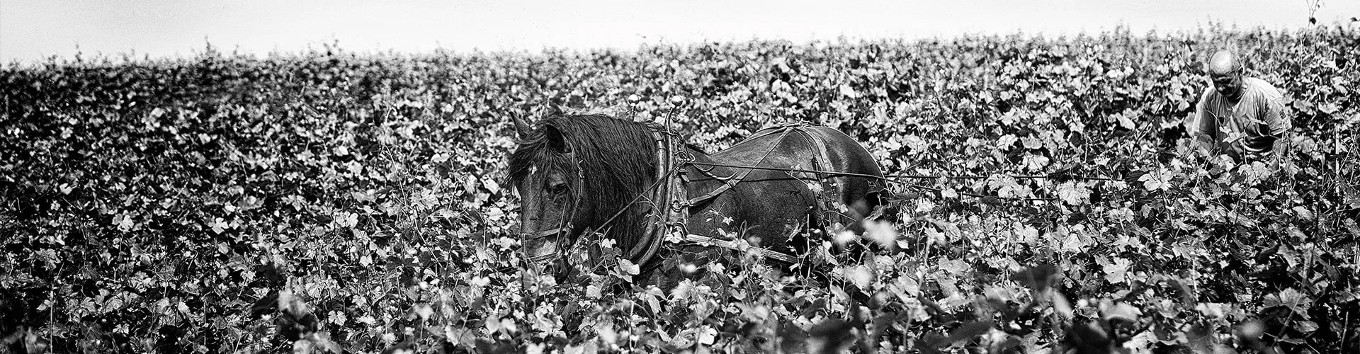Manual Horse Ploughing of the Champagne Vineyards at Veuve Fourny