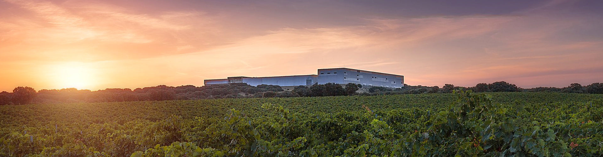 Finca Antigua Winery Building and Vineyards
