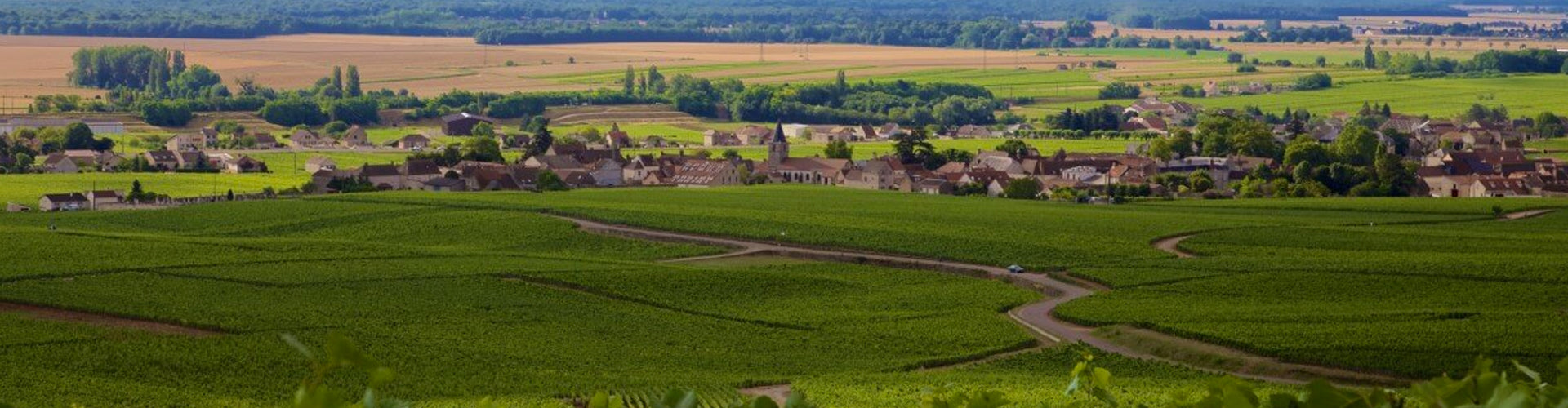 Domaine Tollot-Beaut Vineyards in Chorey-lès-Beaune