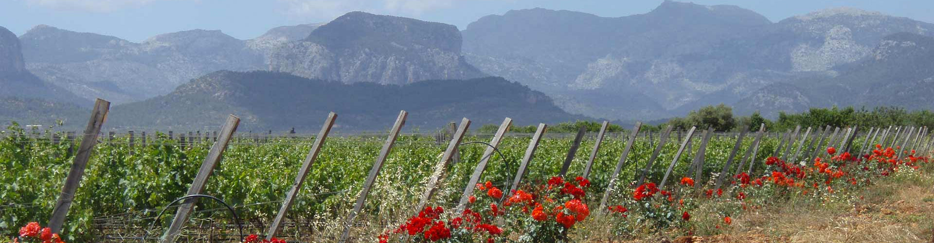 Bodega Biniagual Vineyards Mallorca