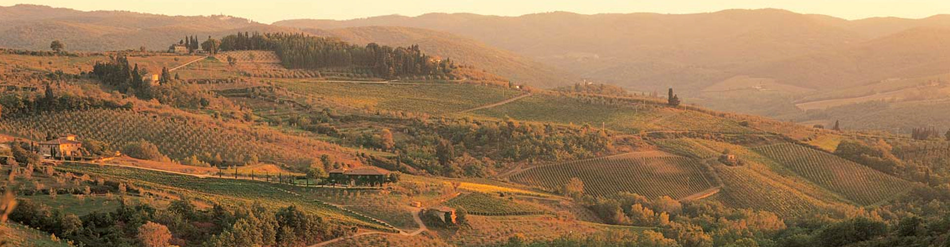 Fontodi Chianti Classico Vineyards in Tuscany