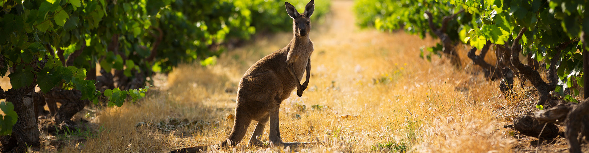 Kangaroo in Hewitson vineyard