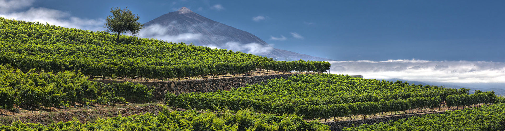 Bodegas Viñátigo Vineyards in Tenerife