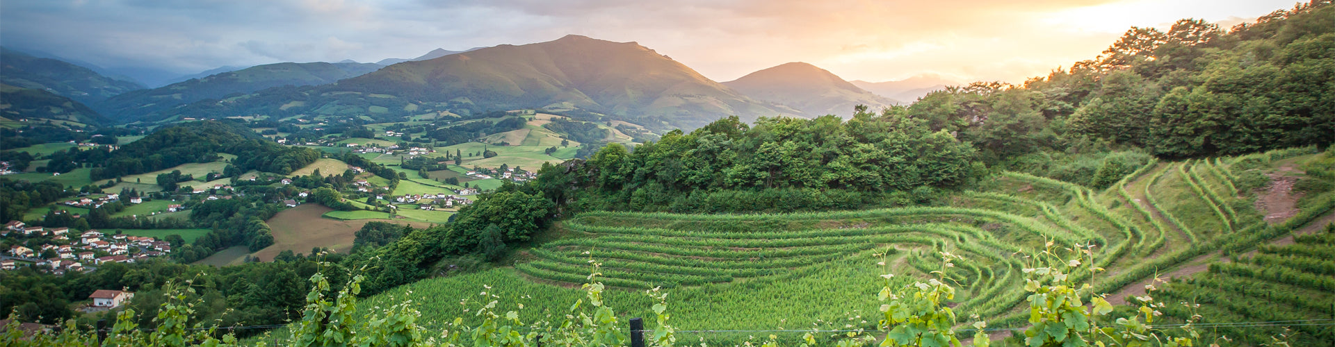Irouleguy Vineyards in South West France