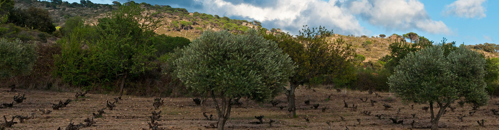 4 Monos Vineyards in Sierra de Gredos