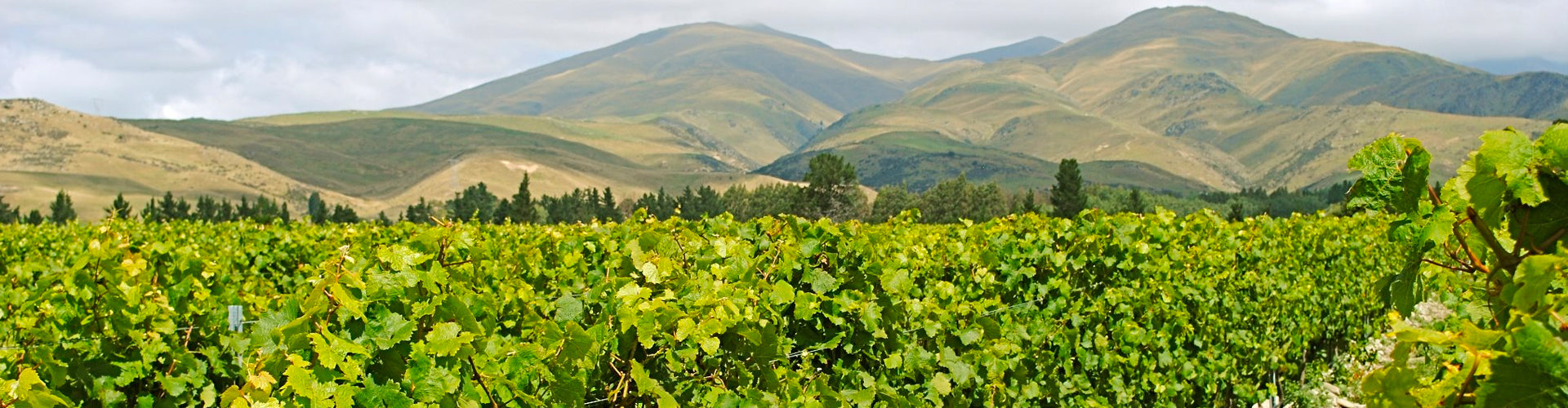 Valli Vineyards in Central Otago, New Zealand
