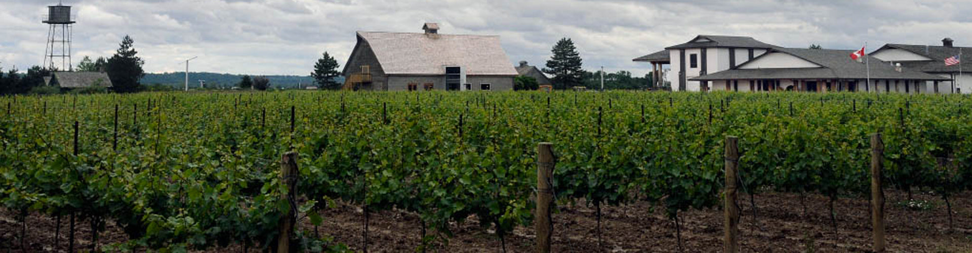 Inniskillin Winery & Vines in Niagra, Canada
