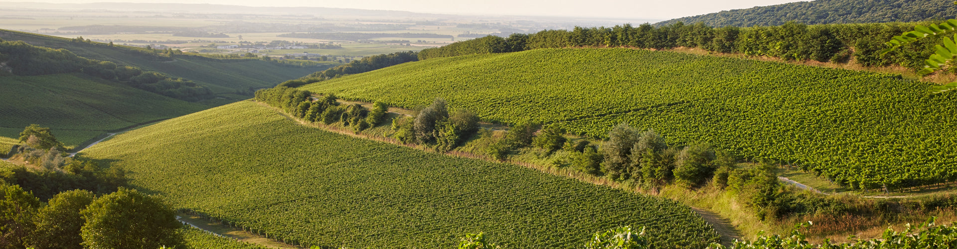 Sauska Vineyards in Tokaj, Hungary