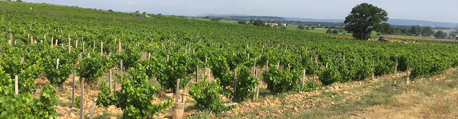 Saouma Vineyards in Châteauneuf-du-Pape