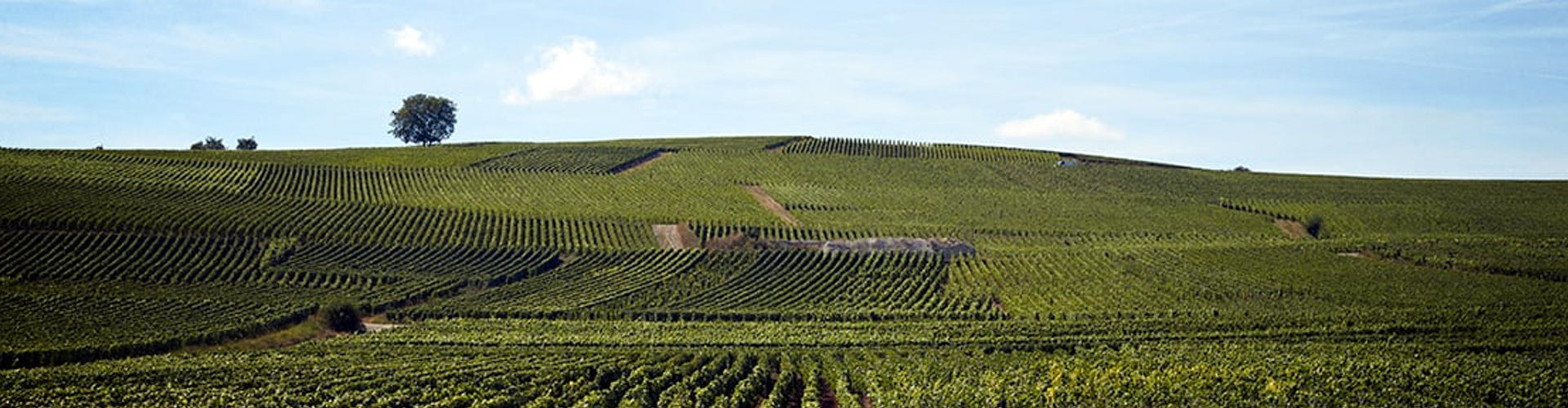 Champagne Piper-Heidsieck Vineyards near Reims