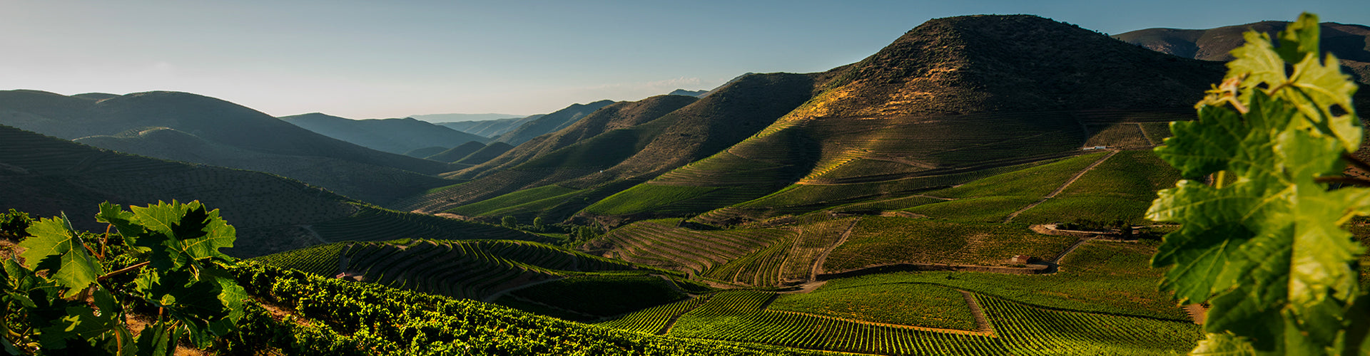 Casa Ferreirinha Vineyards in the Douro Valley, Portugal