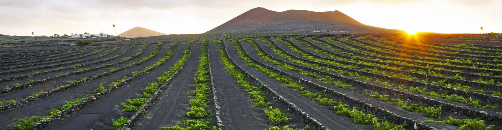 Bodegas El Grifo Vineyards in Lanzarote, Spain