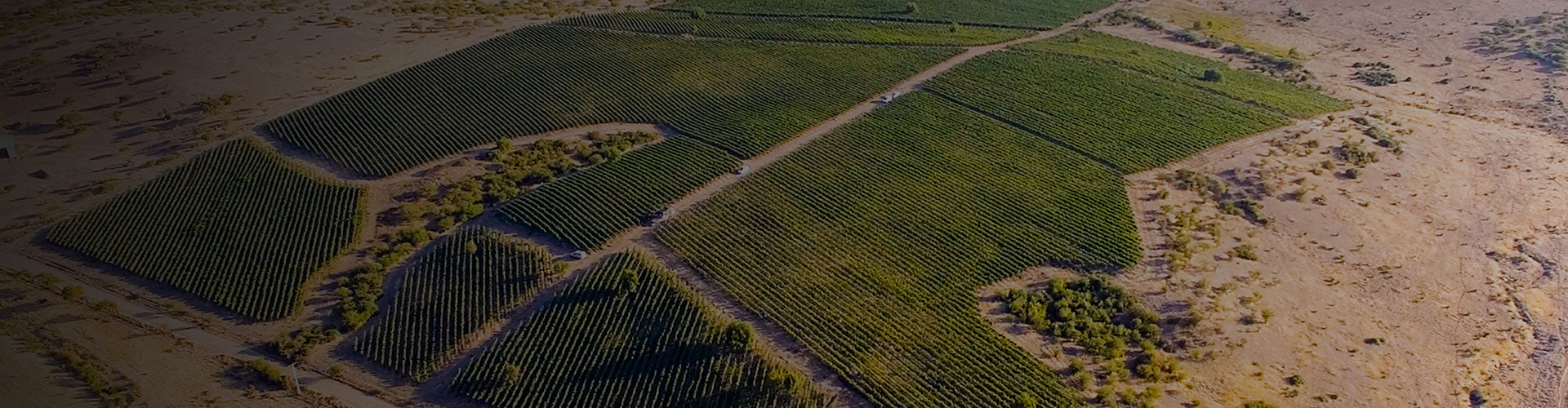 Manturana Wines Vineyards in Colchagua Valley, Chile