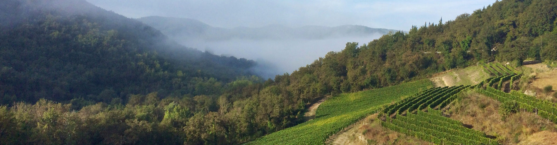 Monte Bernardi Vineyards in the hilly region of Panzano, Chianti Classico