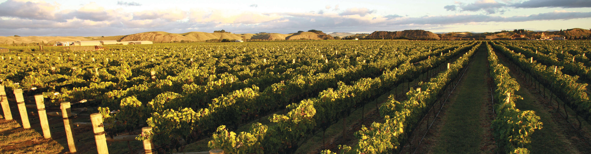 Vidal Estate Vineyards in Hawkes Bay, New Zealand