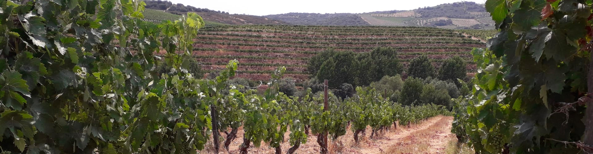 Conceito Vineyards in Portugal's Douro Valley