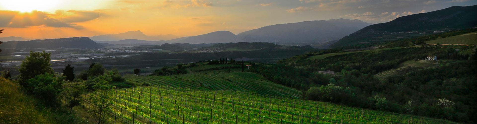 Corte Giara Vineyards in the Veneto, Italy