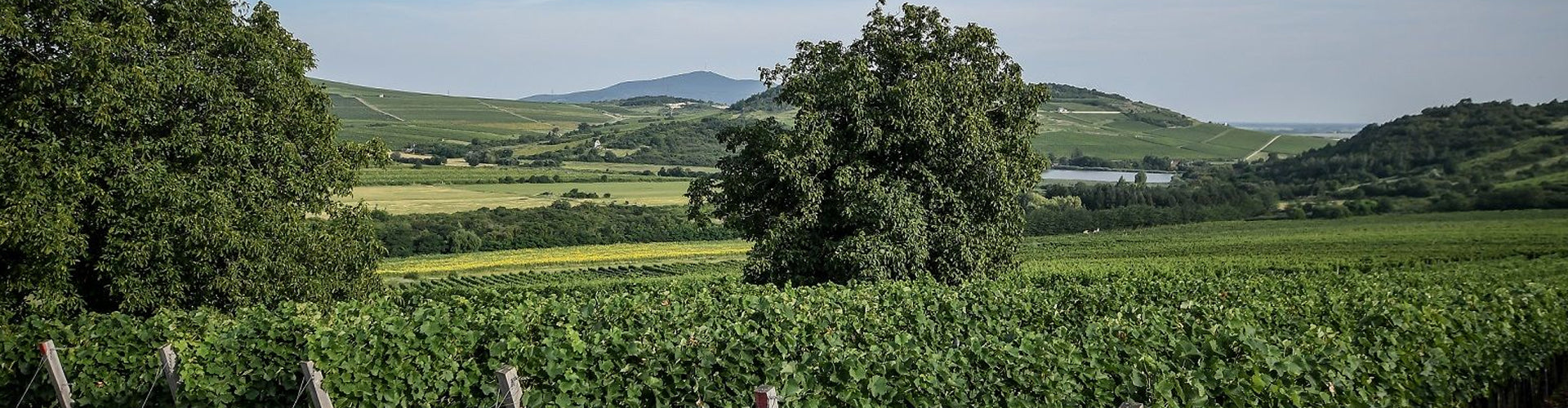 Dobogó Vineyards in Tokaji, Hungary