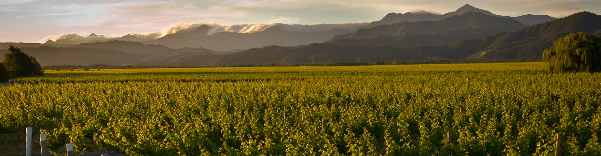 Framingham Vineyards in the Wairau Valley of Marlborough, New Zealand