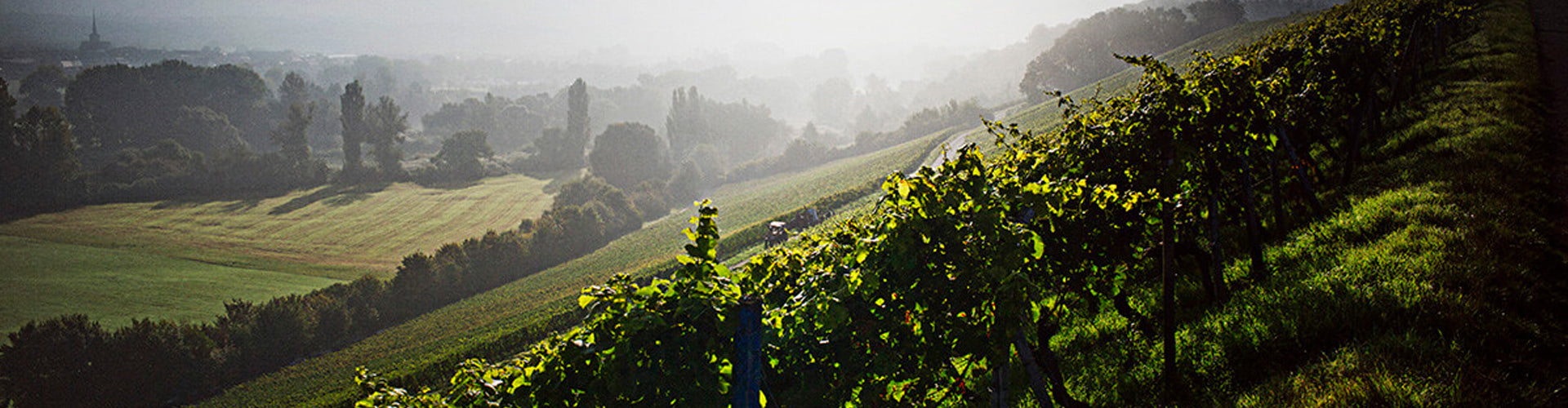 Vineyards in the Franken Wine Region of Germany