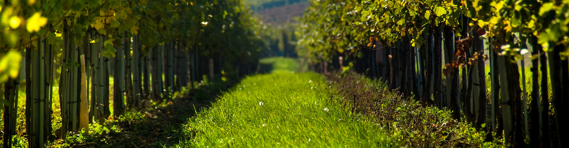 Organic vines in vineyard with grass and crop cover