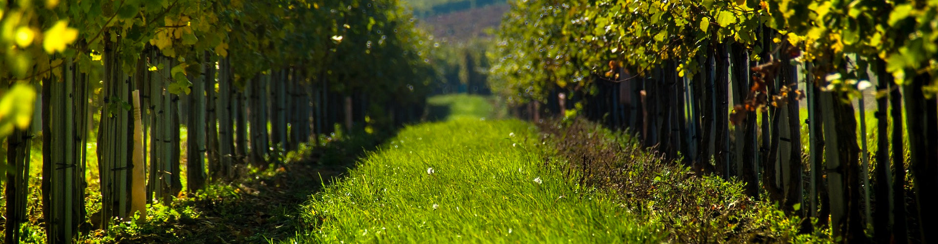 Organic Vines in Vineyards with Crop Cover