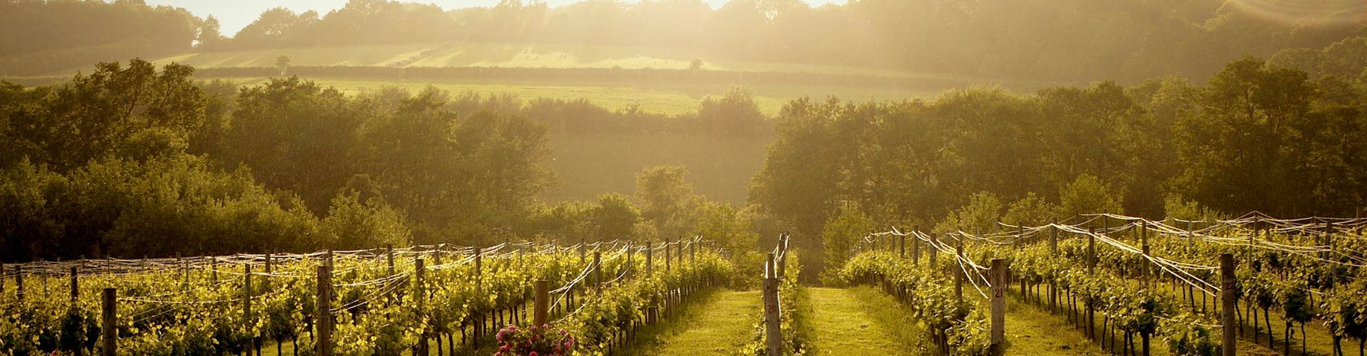 English Vineyard