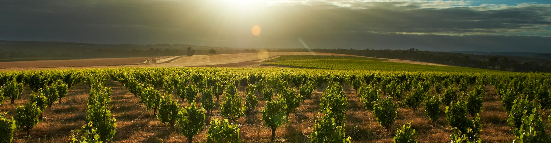 Vineyards in Western Australia's Great Southern Wine Region