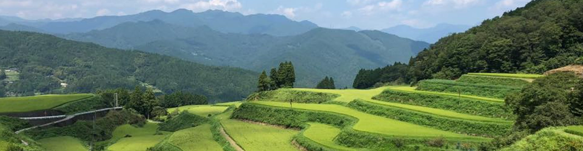 Sake Rice Fields in Japan