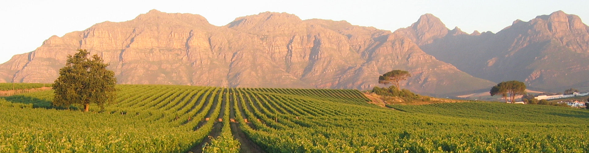 Vineyards of Klein Zalze in South Africa