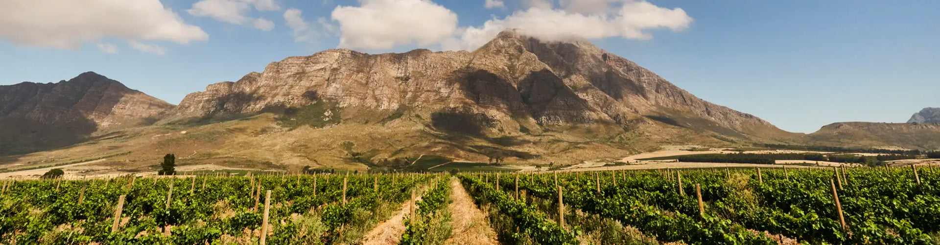 Krone Vineyards under Tulbagh Mountain in South Africa