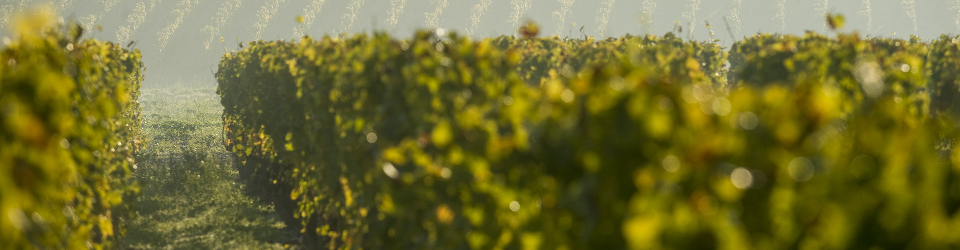 L'IF Vineyards in Saint-Émilion, Bordeaux - France