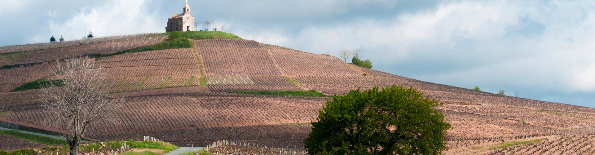 Domaine de la Madone Vineyard in Fleurie